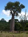 413 Baobab tree